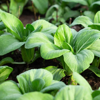 Baby Bok Choy Seeds - Heirloom Vegetable Plant for Home Gardens