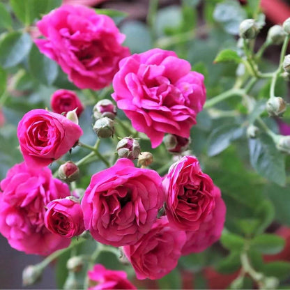 Baby Boomer Miniature Rose Seeds - Heirloom Flower Plant for Home Gardens