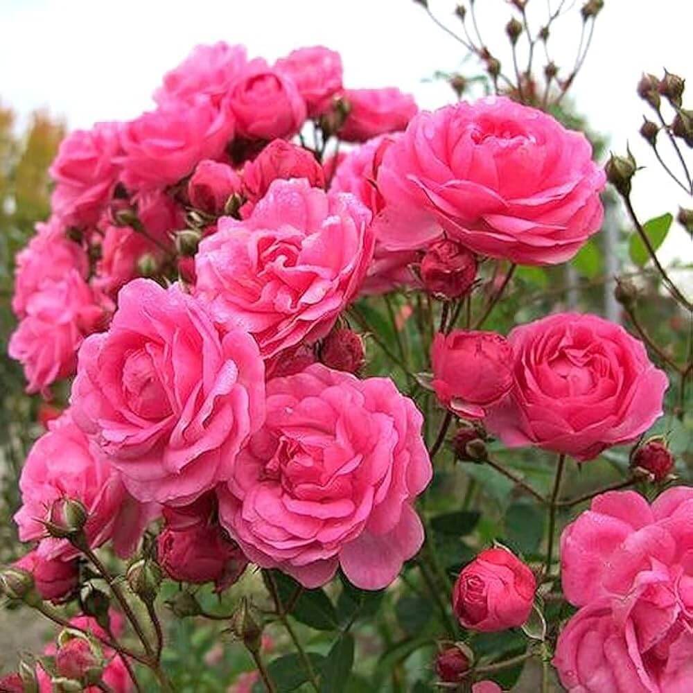Baby Boomer Miniature Rose Seeds - Heirloom Flower Plant for Home Gardens