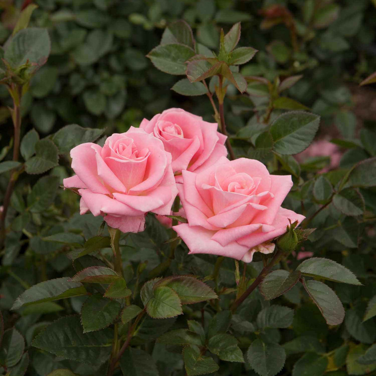 Baby Boomer Miniature Rose Seeds - Heirloom Flower Plant for Home Gardens
