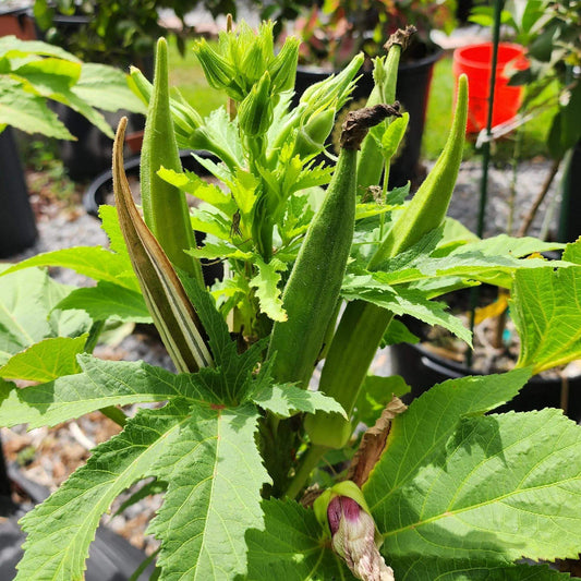 Baby Bubba Okra Seeds - Heirloom Vegetable Plant for Home Gardens