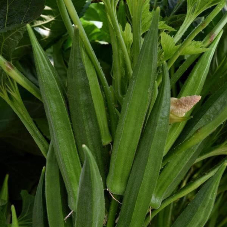 Baby Bubba Okra Seeds - Heirloom Vegetable Plant for Home Gardens
