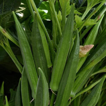 Baby Bubba Okra Seeds - Heirloom Vegetable Plant for Home Gardens