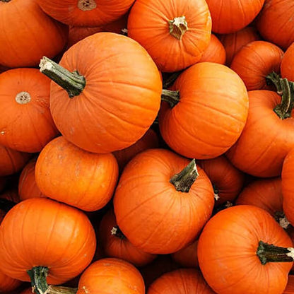 Baby Pam Pumpkin Seeds