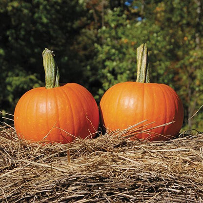 Baby Pam Pumpkin Seeds
