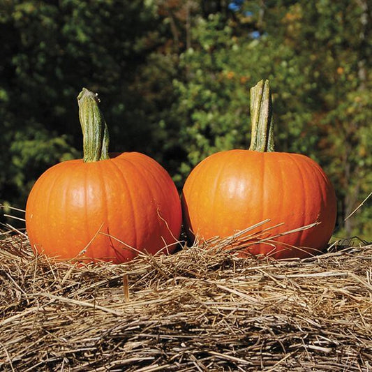 Baby Pam Pumpkin Seeds