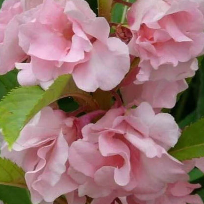 Baby Pink Balsam Camellia Seeds
