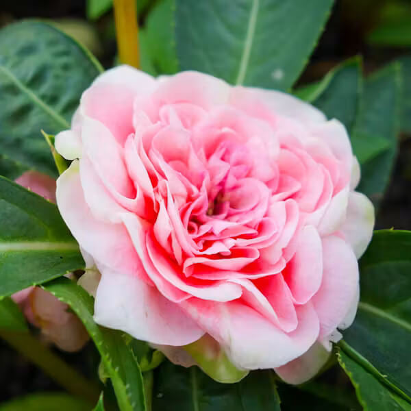 Baby Pink Balsam Camellia Seeds