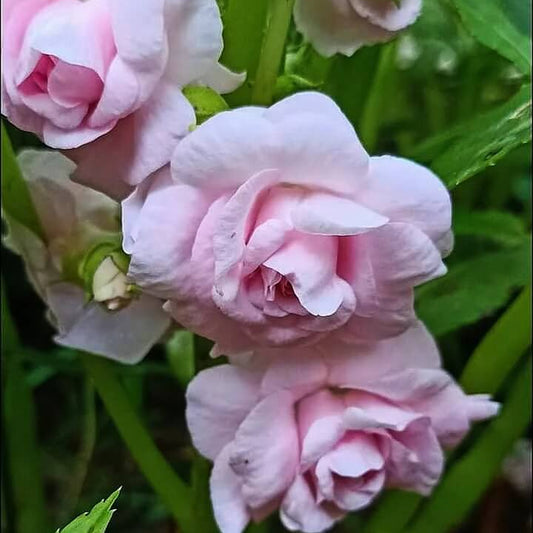 Baby Pink Balsam Camellia Seeds