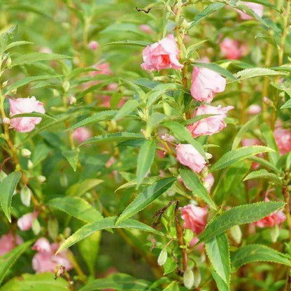 Baby Pink Balsam Camellia Seeds