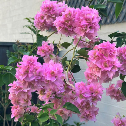 Baby Pink Bougainvillea Seeds