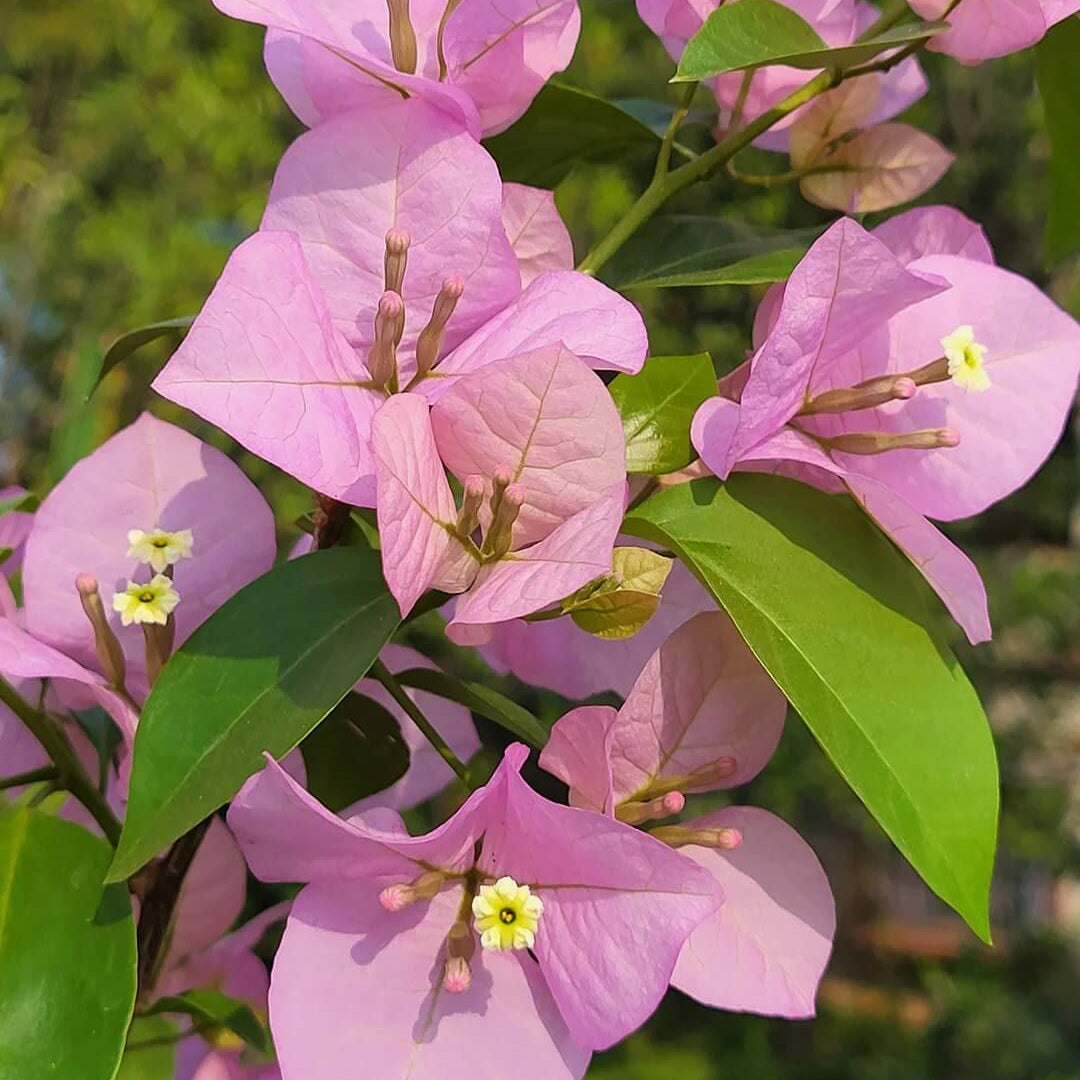 Baby Pink Bougainvillea Seeds