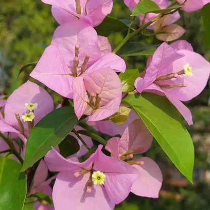 Baby Pink Bougainvillea Seeds
