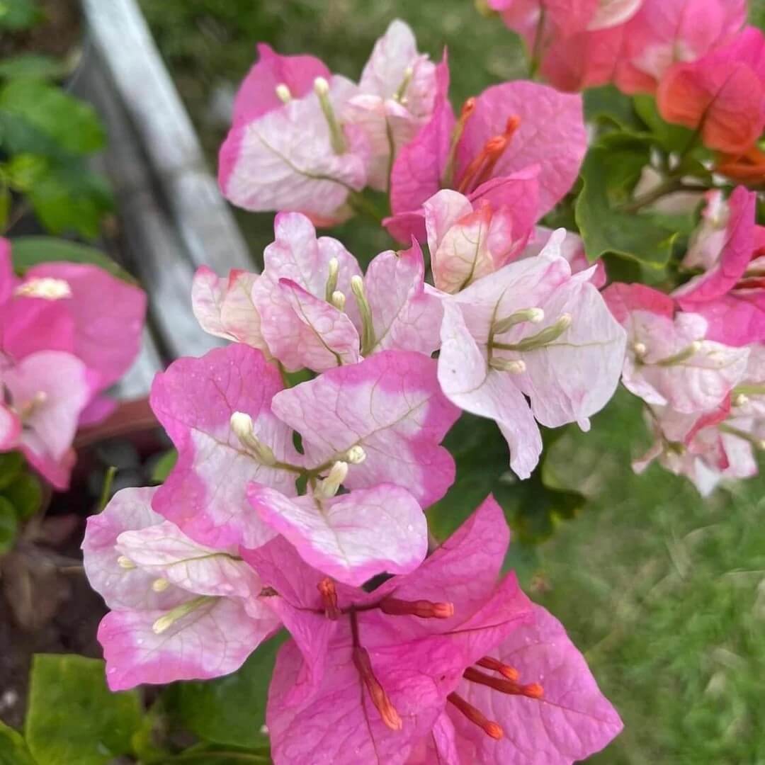 Baby Pink Bougainvillea Seeds