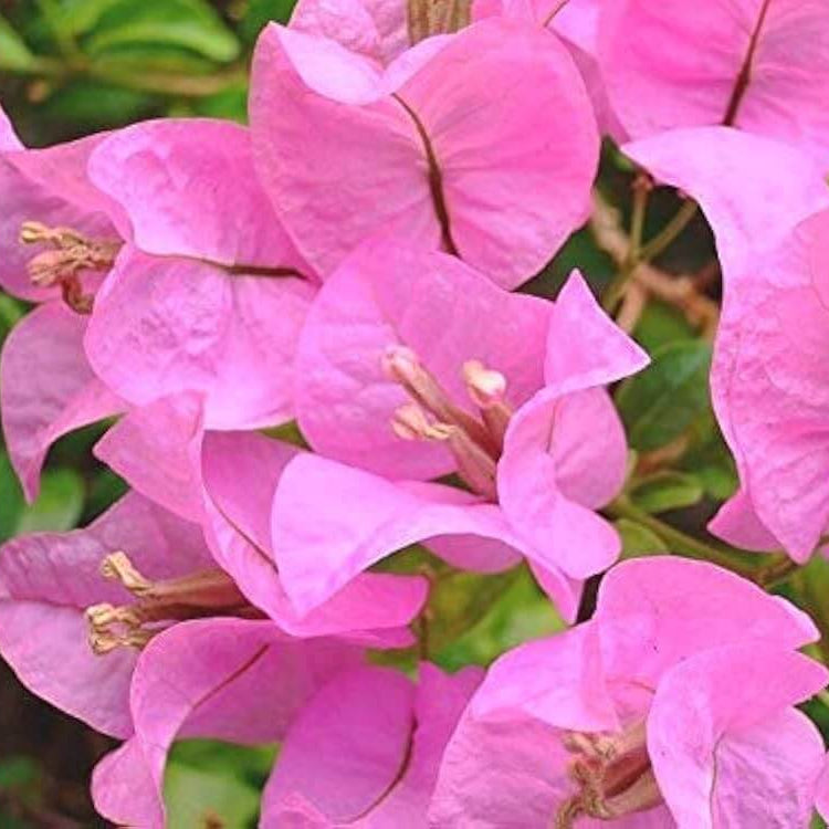 Baby Pink Bougainvillea Seeds
