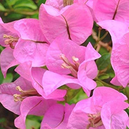 Baby Pink Bougainvillea Seeds