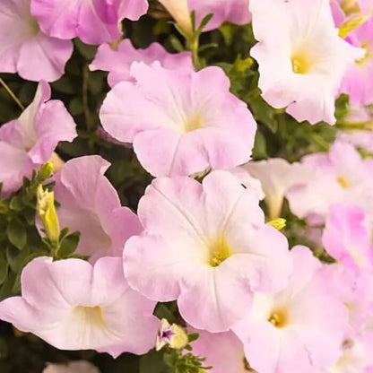 Baby Pink Petunia Seeds