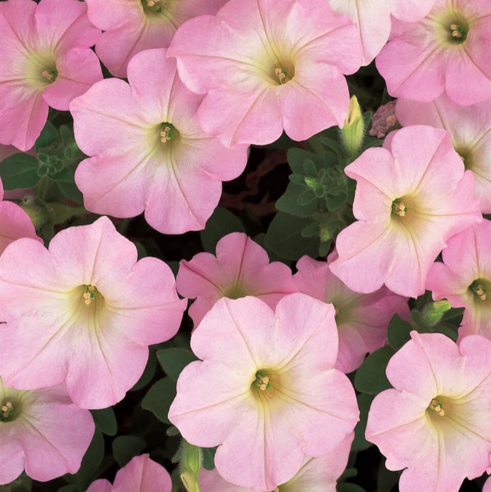 Baby Pink Petunia Seeds