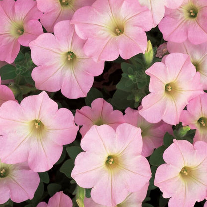 Baby Pink Petunia Seeds