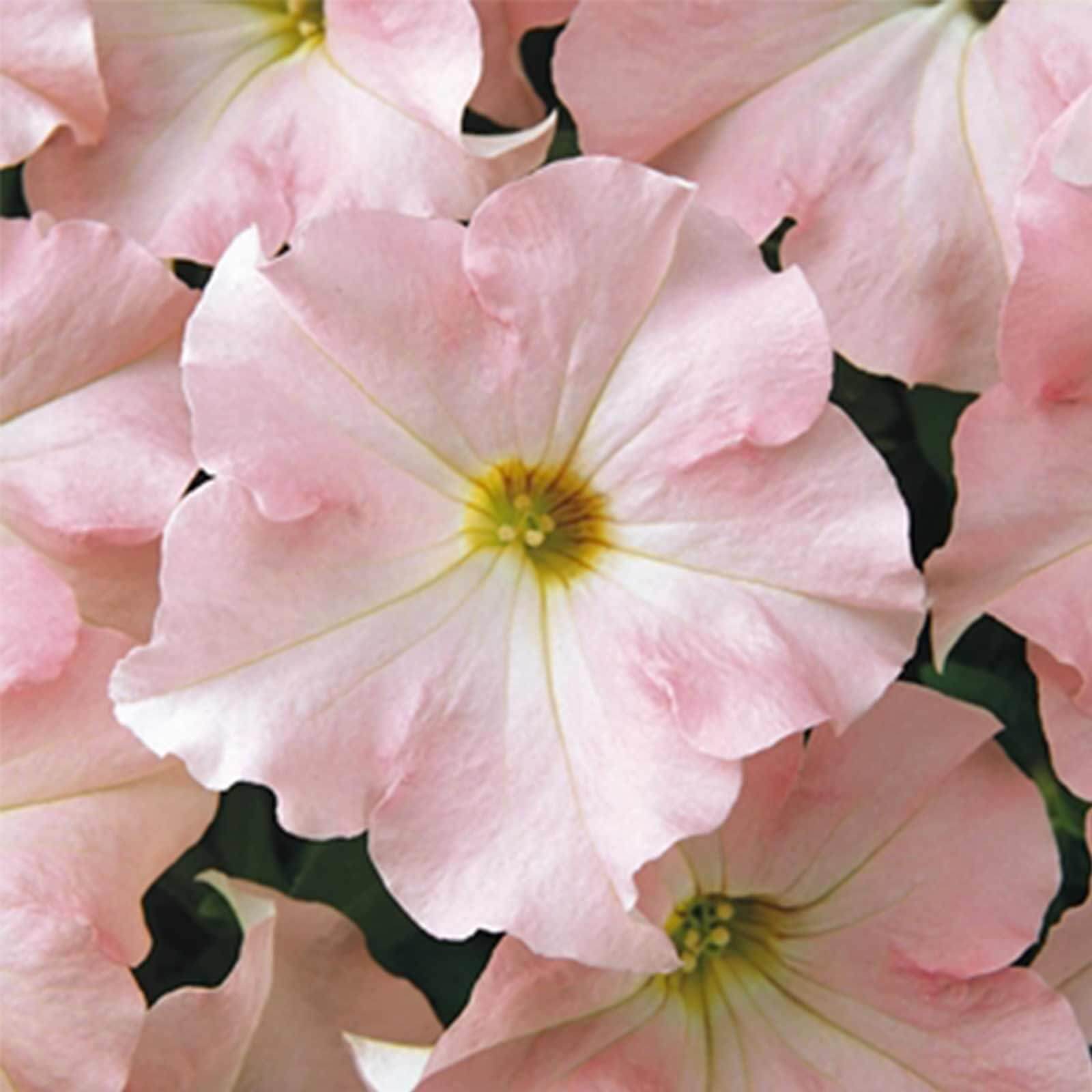 Baby Pink Petunia Seeds