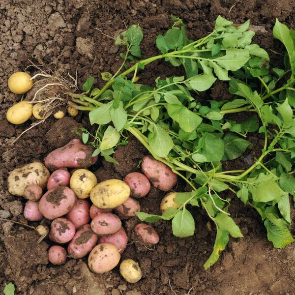 Baby Potato Seeds
