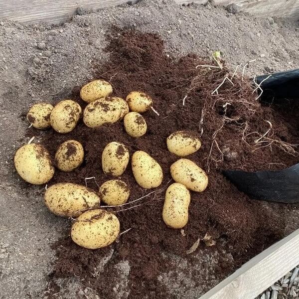 Baby Potato Seeds