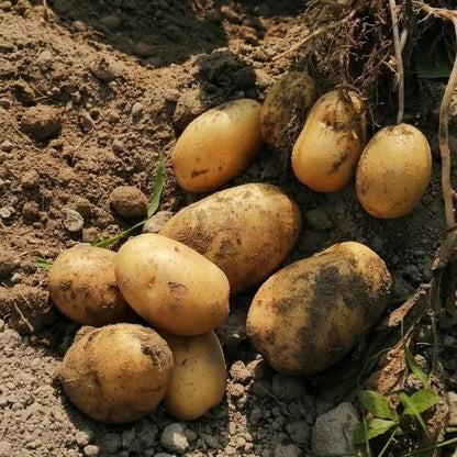 Baby Potato Seeds