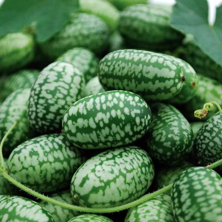 Baby Watermelon Cucumber Seeds