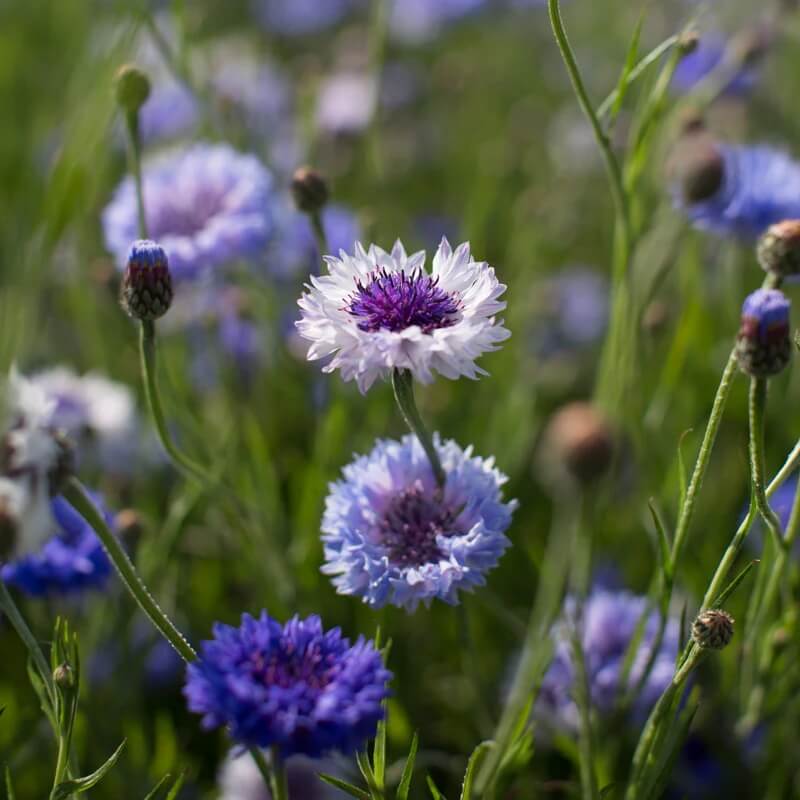 Bachelor Button Seeds