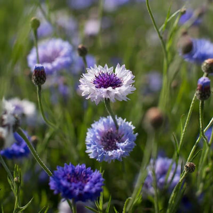 Bachelor Button Seeds