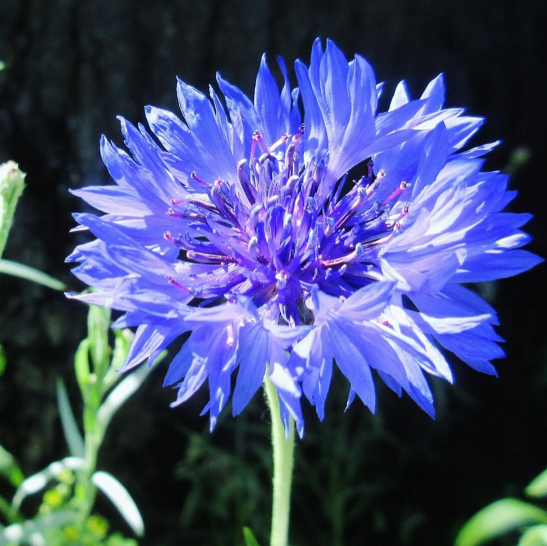 Bachelor Button Seeds