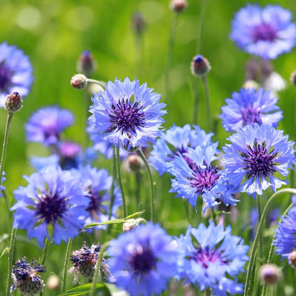 Bachelor Button Seeds