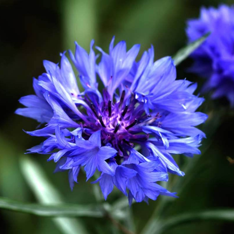 Bachelor Button Seeds