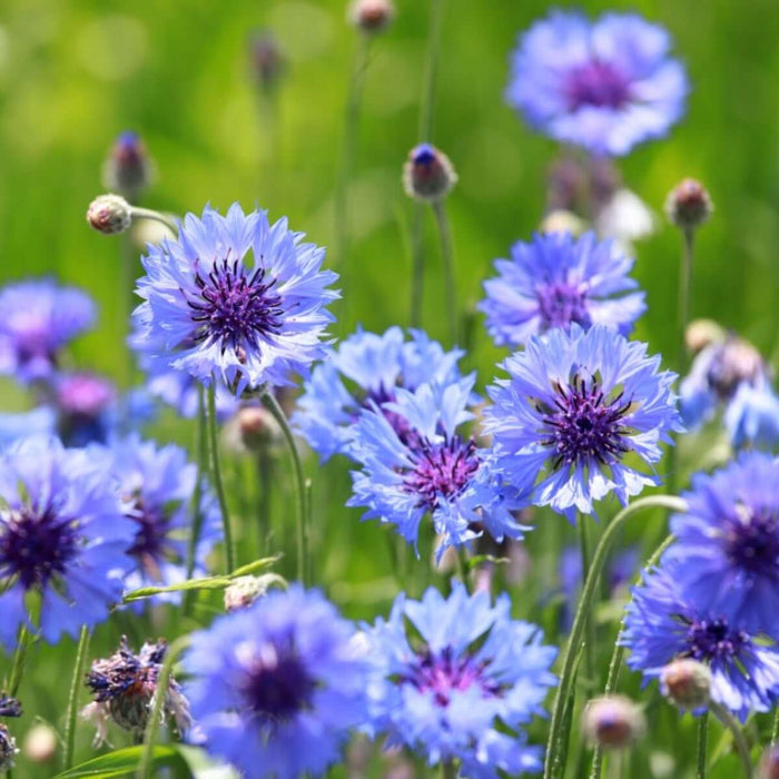 Bachelor Button Seeds - Flower Plant