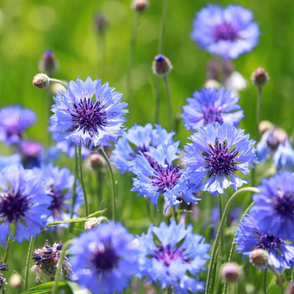 Bachelor Button Seeds - Flower Plant