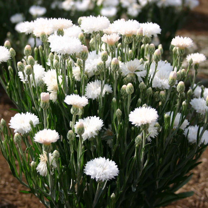 Bachelor Button Seeds - Flower Plant