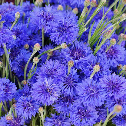 Bachelor Button Seeds - Flower Plant