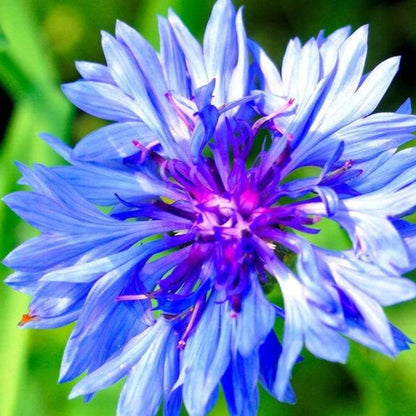 Bachelor's Button Seeds - Heirloom Flower Plant for Home Gardens