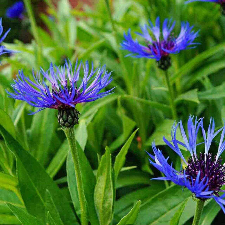Bachelor's Button Seeds - Heirloom Flower Plant for Home Gardens