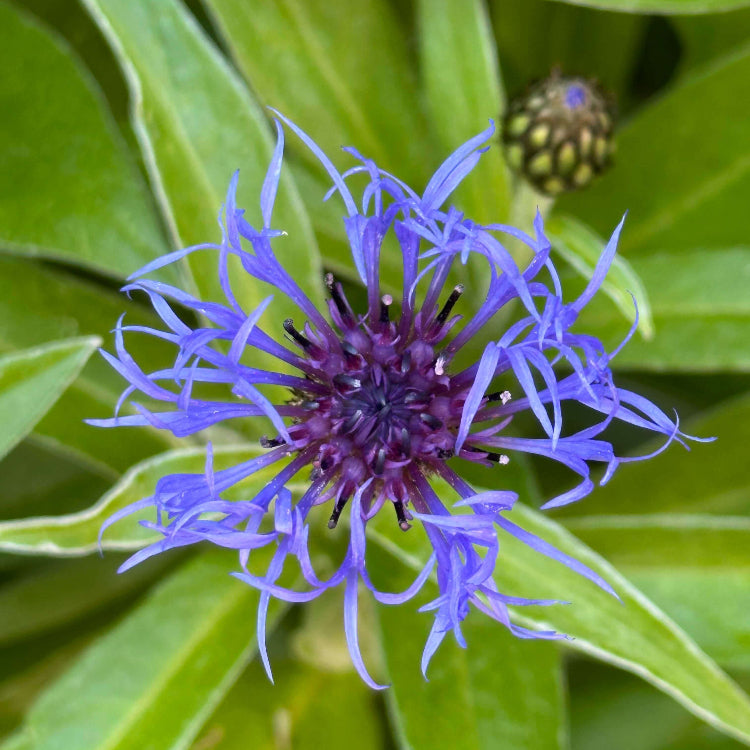 Bachelor's Button Seeds - Heirloom Flower Plant for Home Gardens