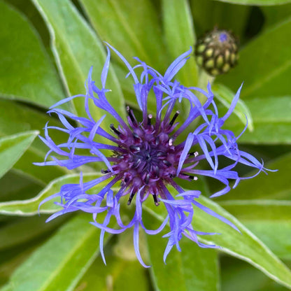 Bachelor's Button Seeds - Heirloom Flower Plant for Home Gardens
