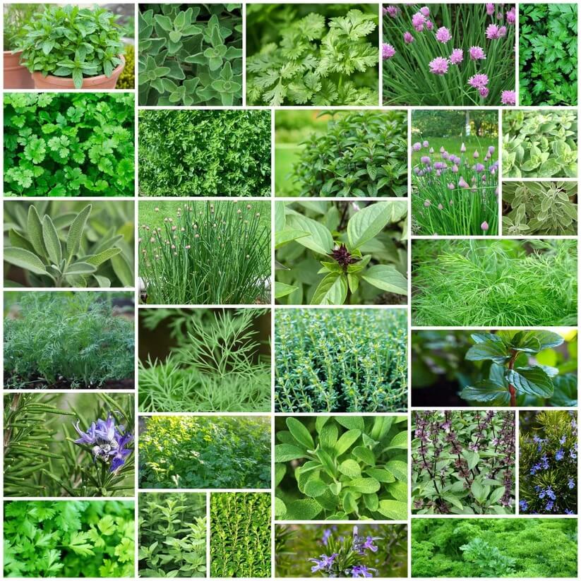 Backyard Herb Garden Kit 