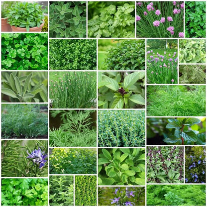 Backyard Herb Garden Kit 