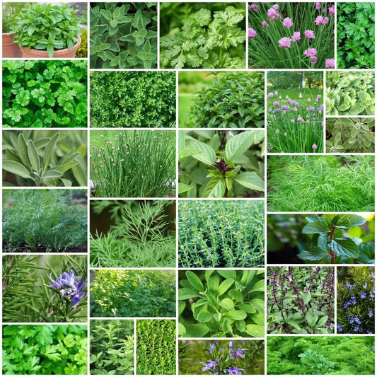 Backyard Herb Garden Kit 