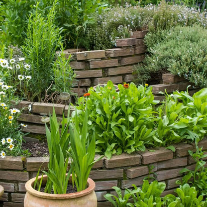 Backyard Herb Garden Kit 