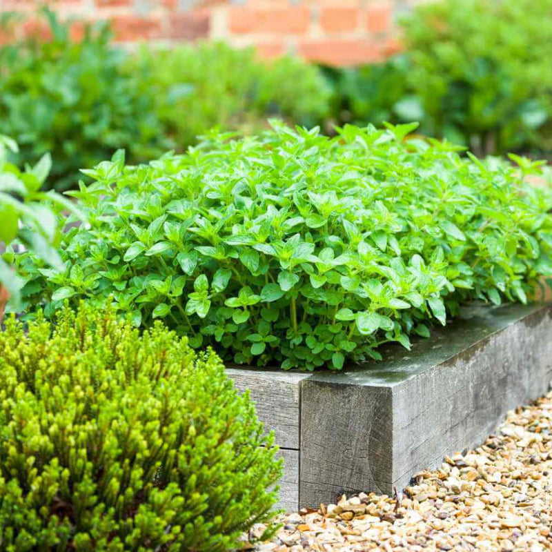 Backyard Herb Garden Kit 