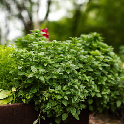 Backyard Herb Garden Kit 
