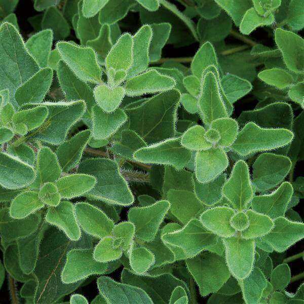 Backyard Herb Garden Kit 