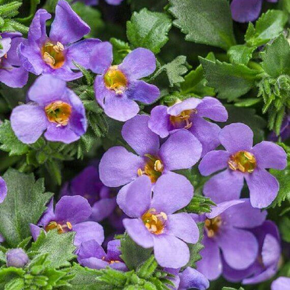 Bacopa Seeds - Heirloom Flower Plant for Home Gardens