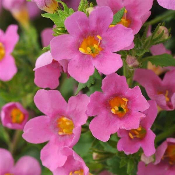 Bacopa Seeds - Heirloom Flower Plant for Home Gardens